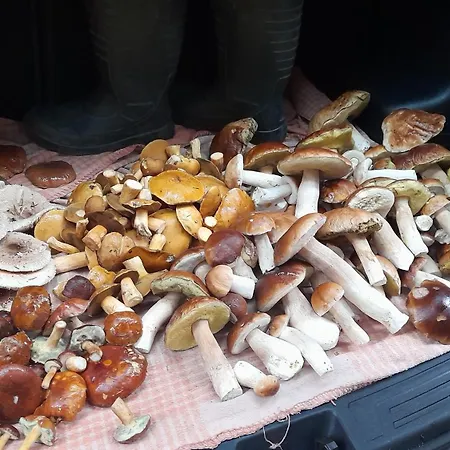 Na Mazurach 50m Od Jeziora Goldopiwo Kruklanki